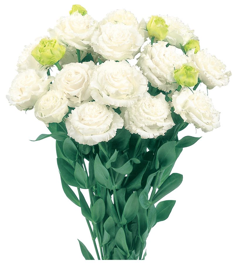 본보야쥬 화이트