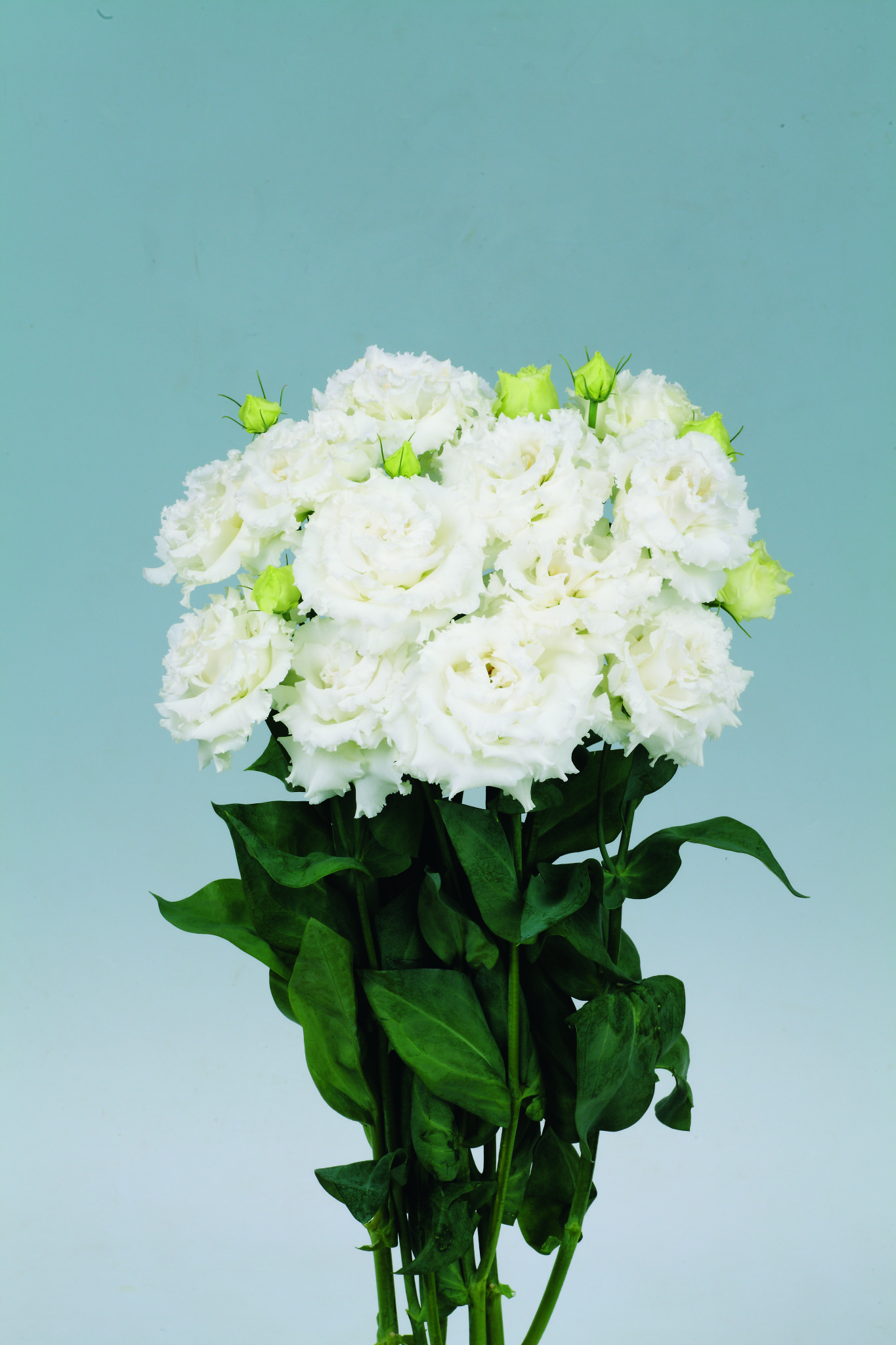 본보야쥬 2형 실크