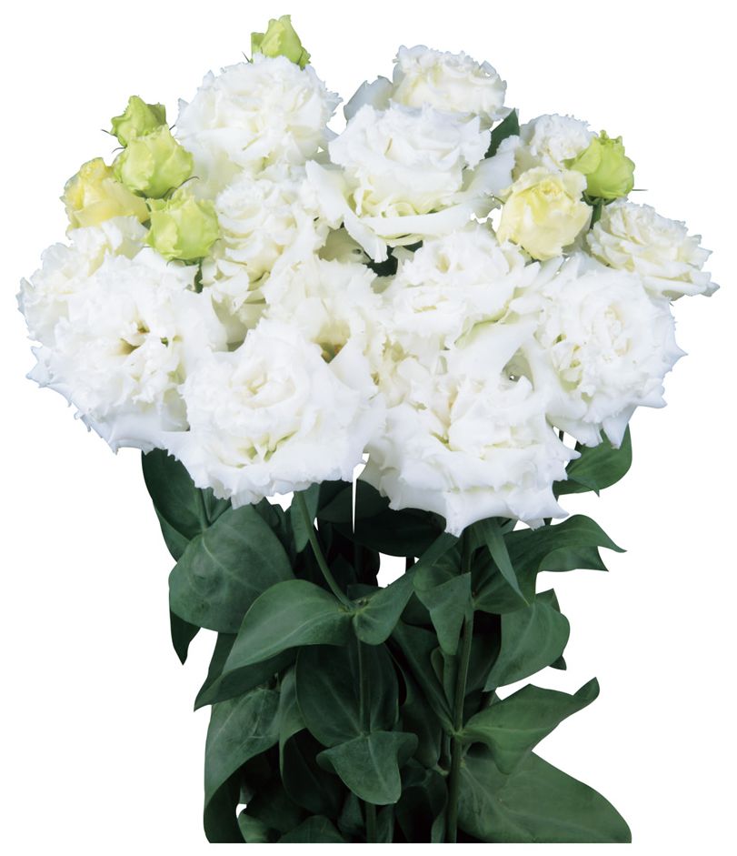 본보야쥬 2형 화이트