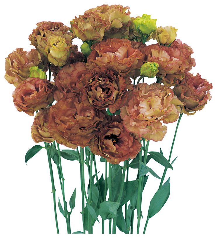 암바 더블  마론