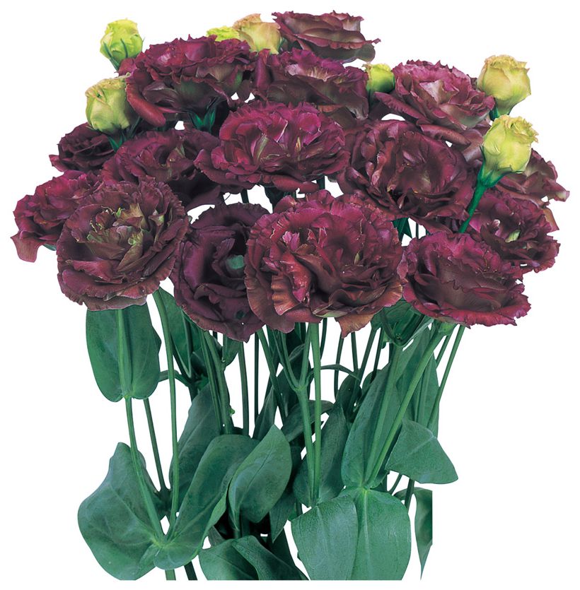 암바 더블  바본