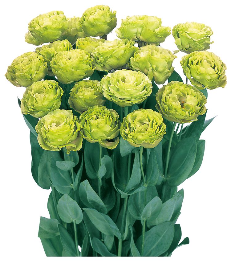 암바 더블 민트