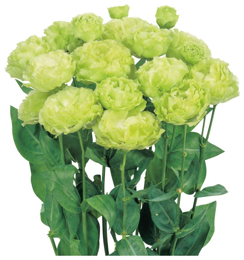 암바 더블 호프