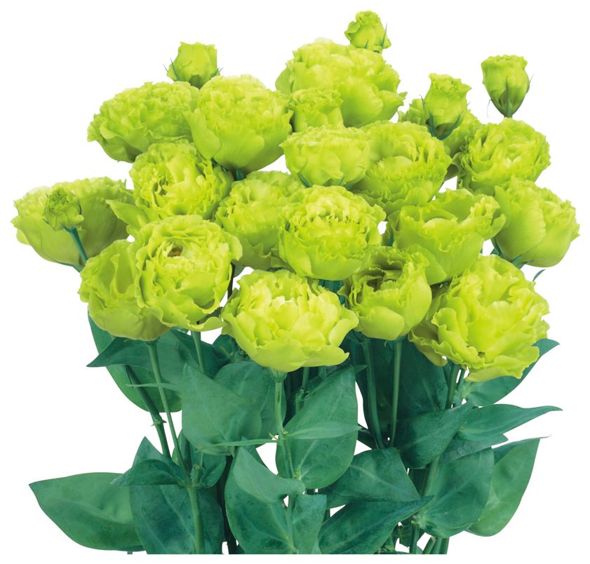 암바 더블 2형 민트