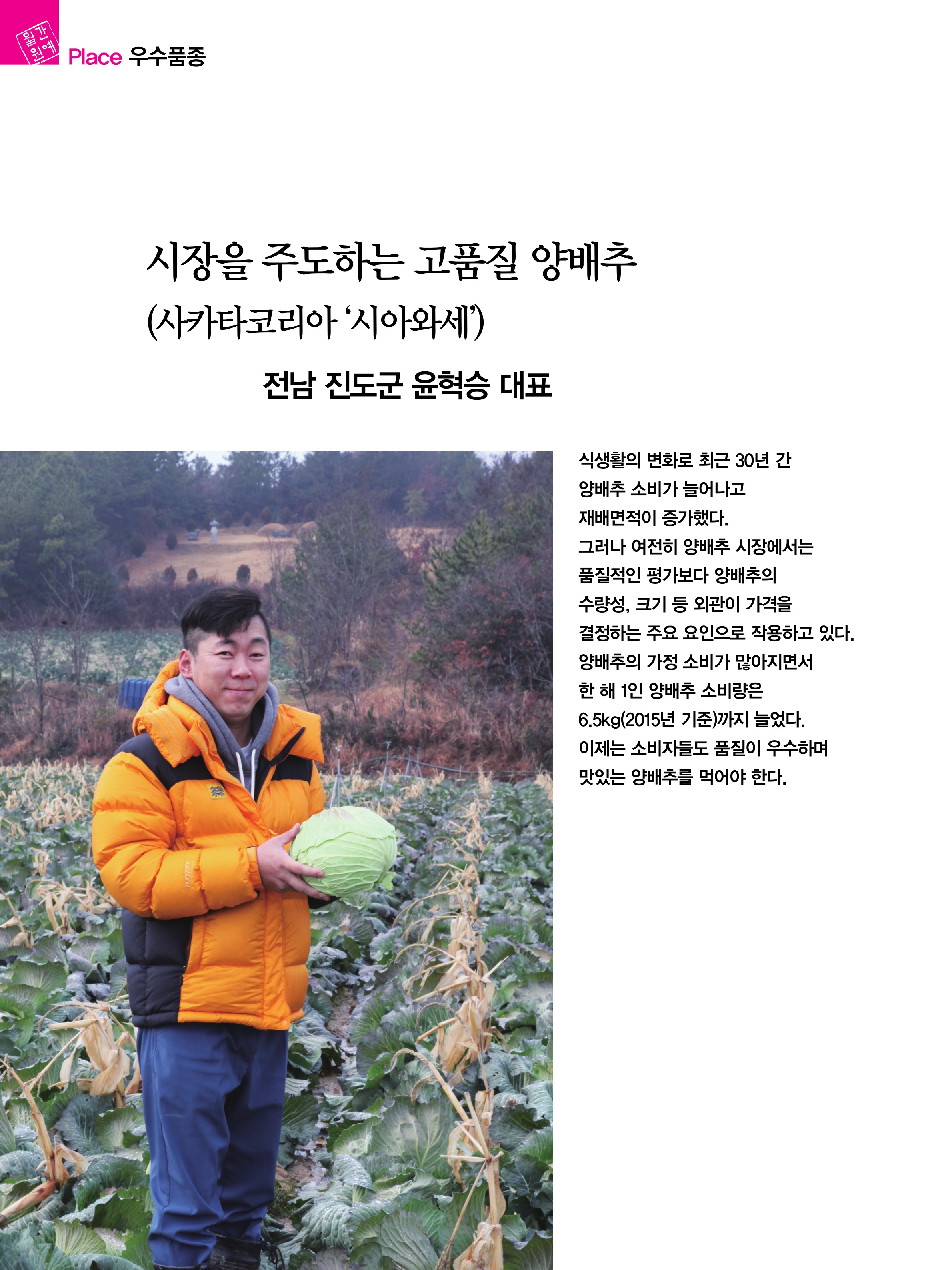 시장을 주도하는 고품질 양배추. 사카타코리아 '시아와세'