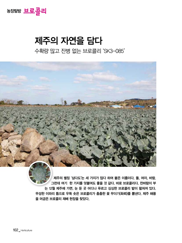 제주의 자연을 담다. 수확량이 많고 잔병 없는 브로콜리 'SK3-085'