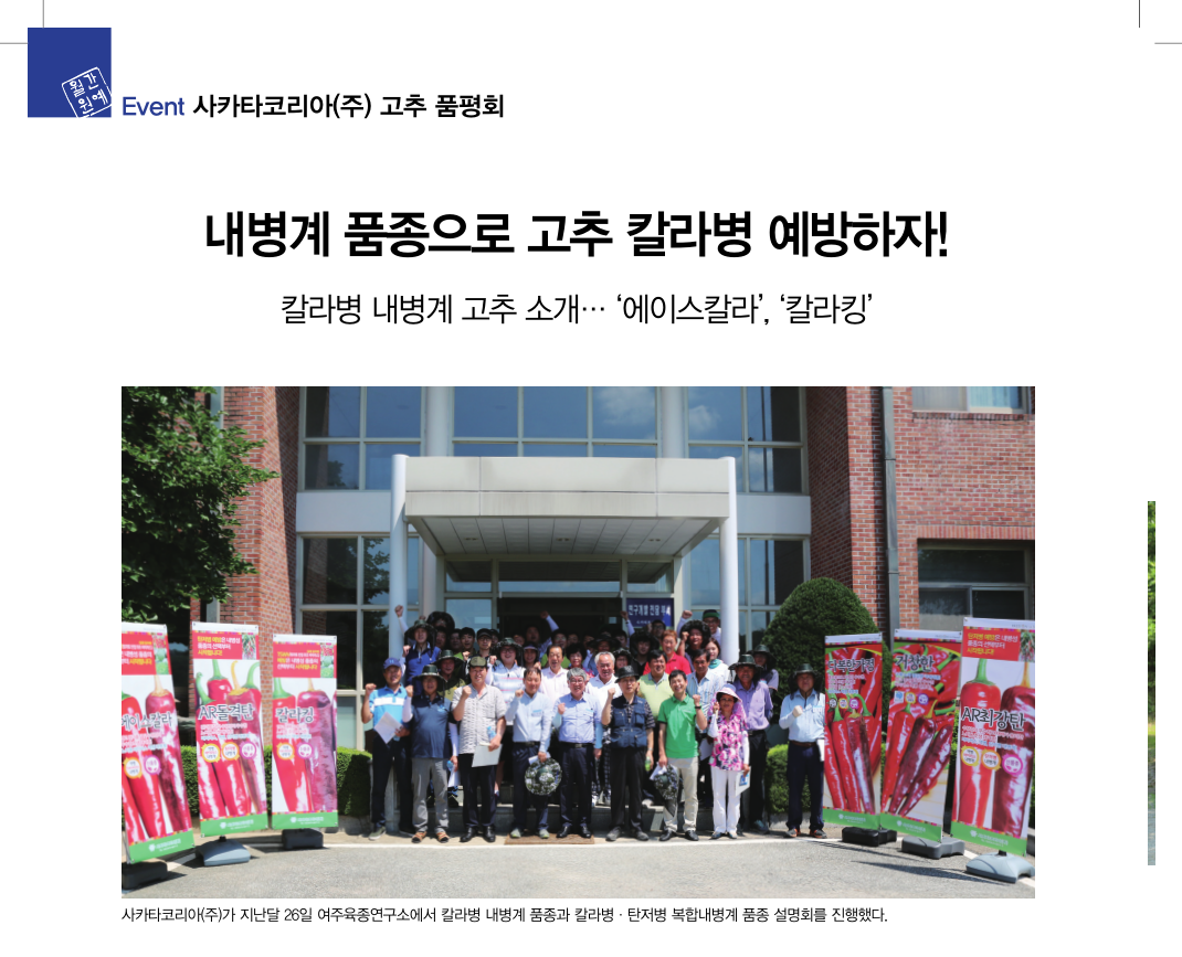 내병계 품종으로 고추 칼라병 예방하자! 칼라병 내병계 고추 소개 '에이스칼라', '칼...