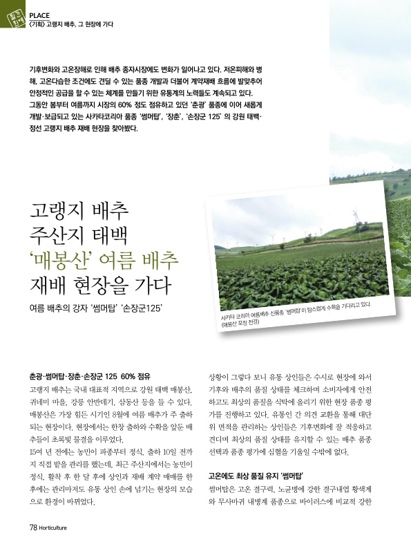 고랭지 배추 주산지 태백 '매봉산' 여름 배추 재배 현장을 가다. 여름 배추의 강자 '썸머...