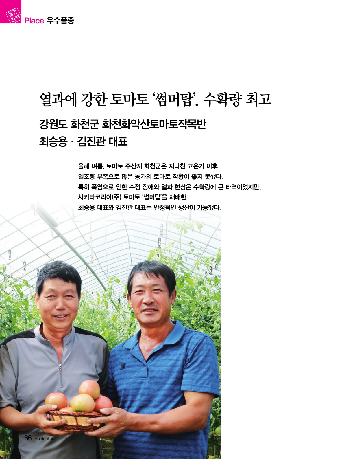 열과에 강한 토마토 '썸머탑', 수확량 최고