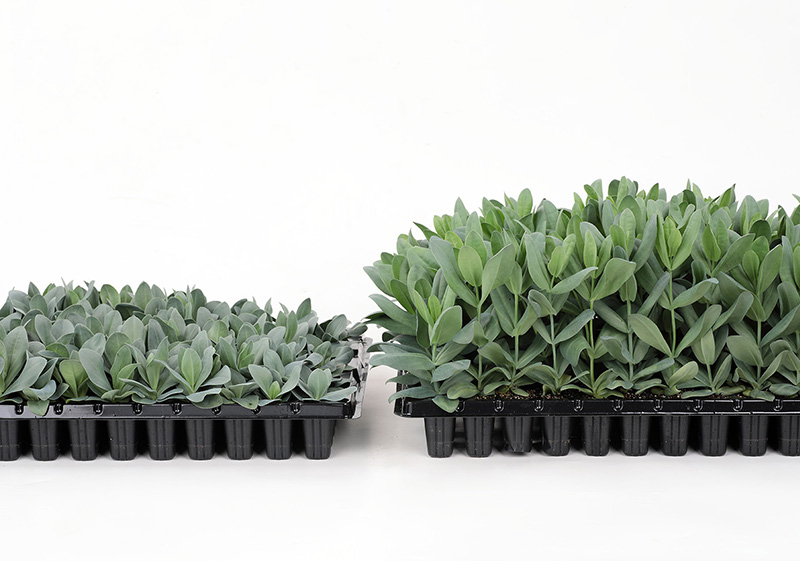 Sakata Seed Corporation has developed a less rosette risk Lisianthus