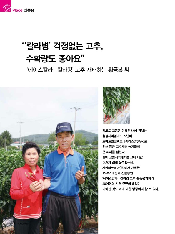 '칼라병 걱정없는 고추, 수확량도 좋아요' '에이스칼라·칼라킹' 고추 재배하는 황긍...
