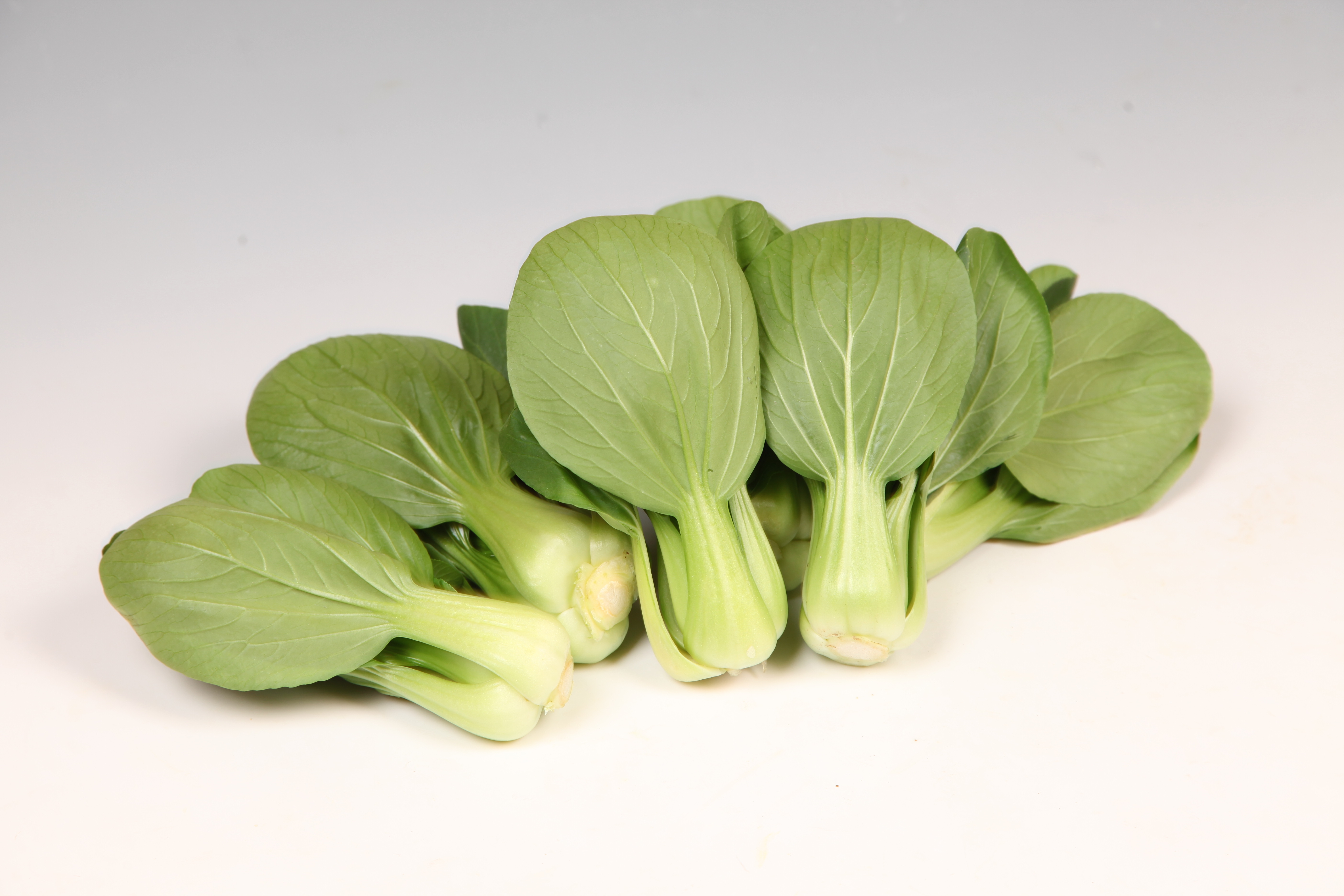 사카타코리아 청경채 비너스