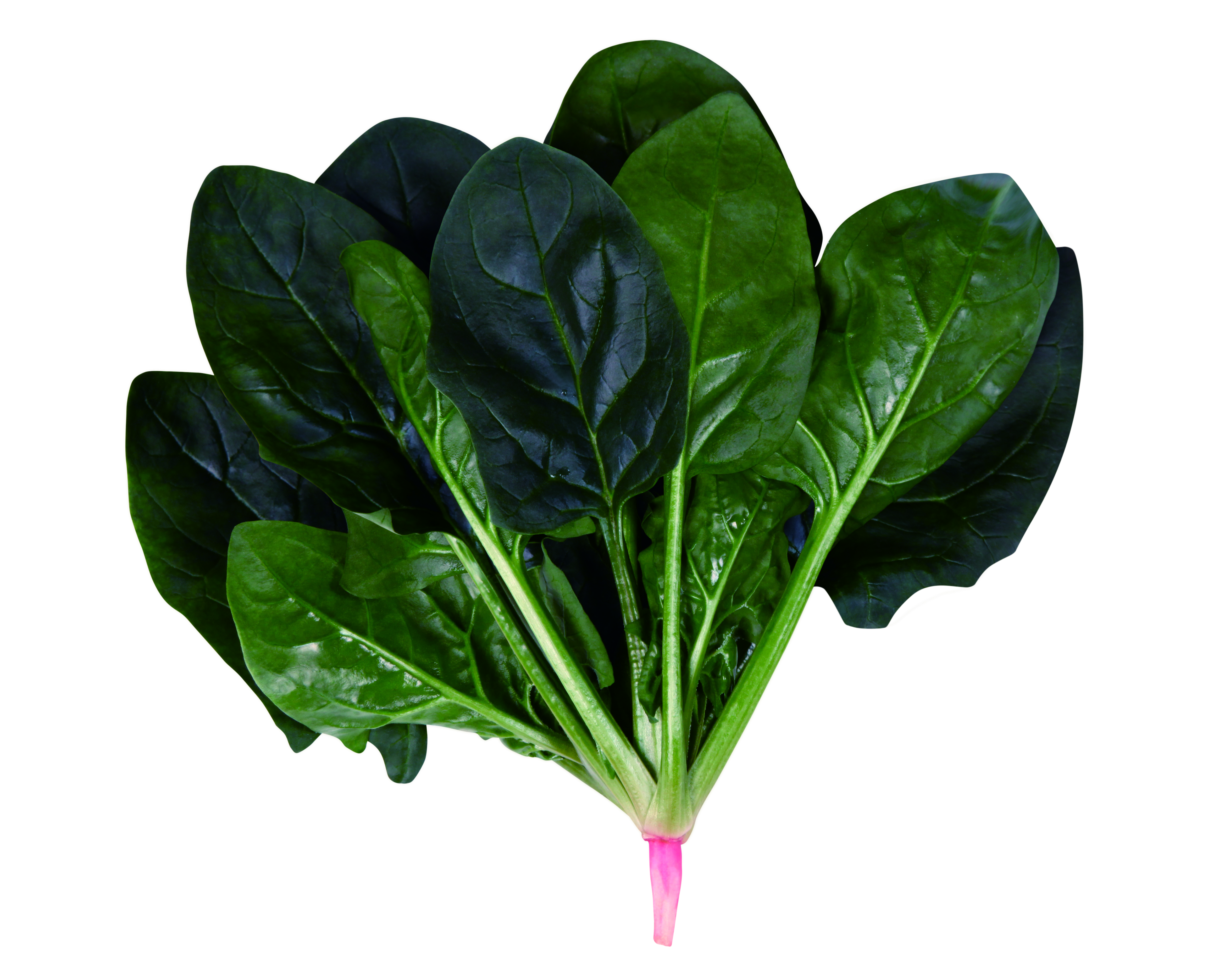 사카타코리아 10월 추천 품종 시금치 ‘판테온’, 청경채 ‘비너스’