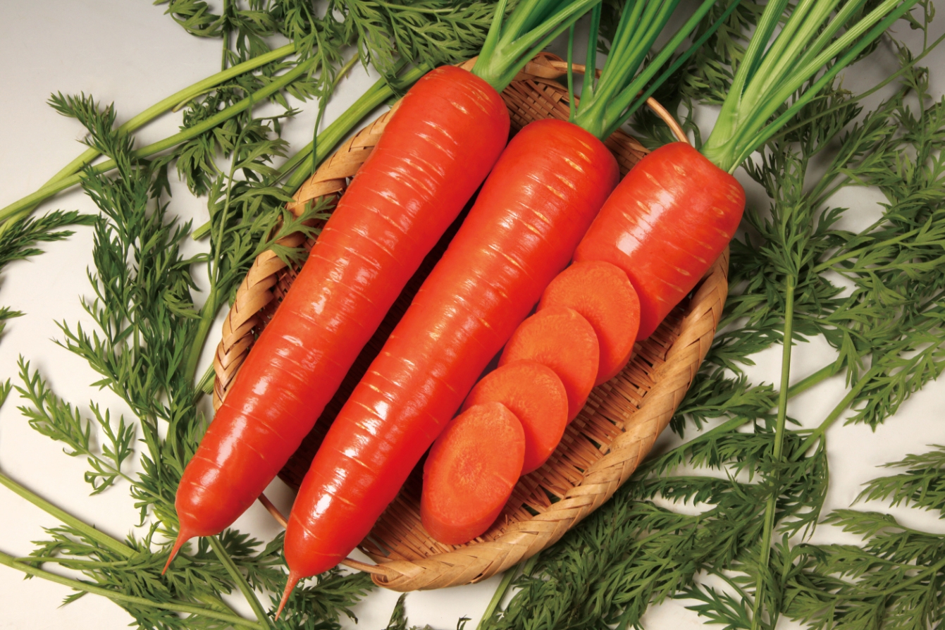 사카타코리아 당근씨앗종자 베타지니