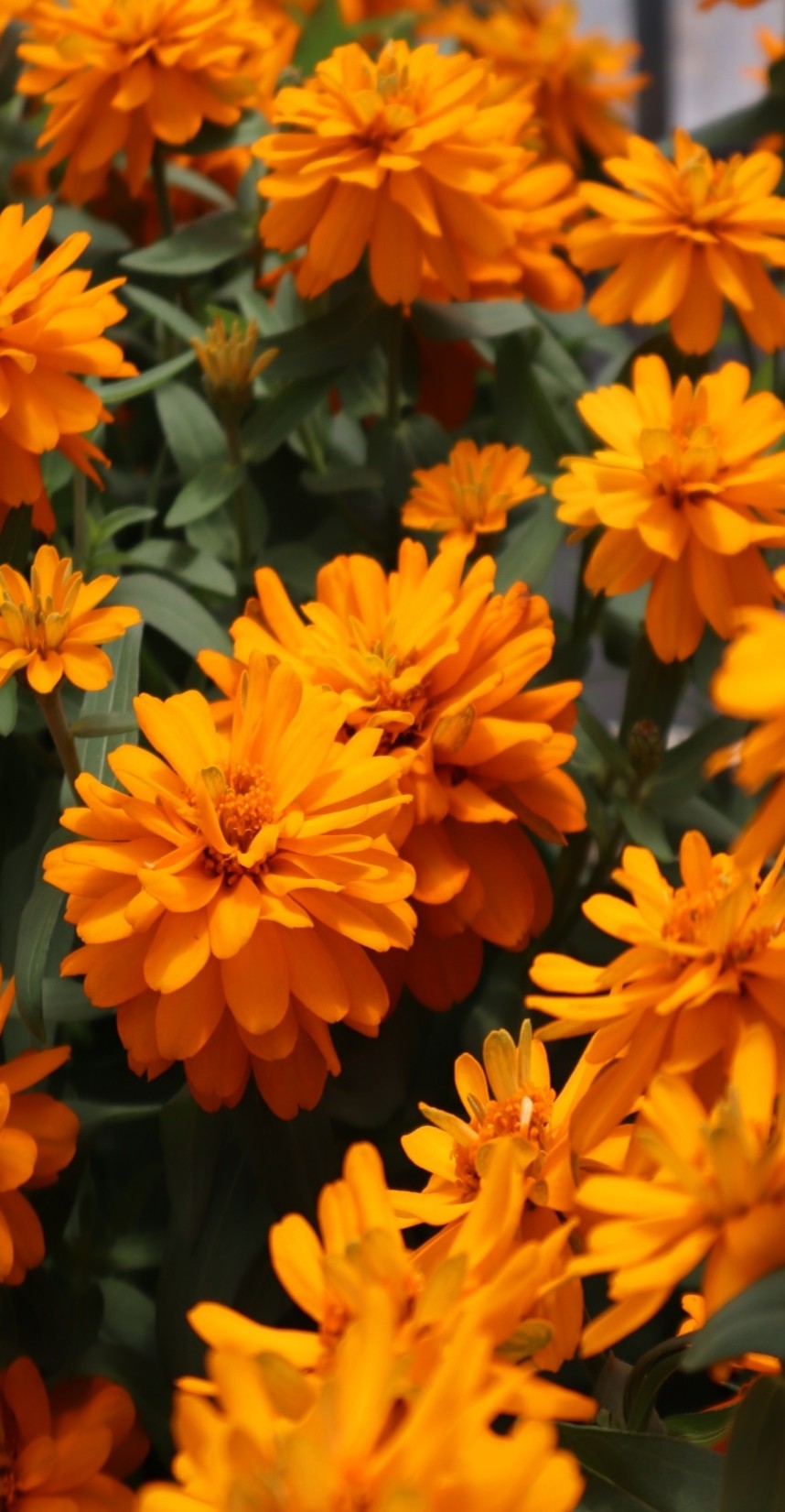 사카타코리아 백일홍 프로퓨젼 더블 골덴 임프