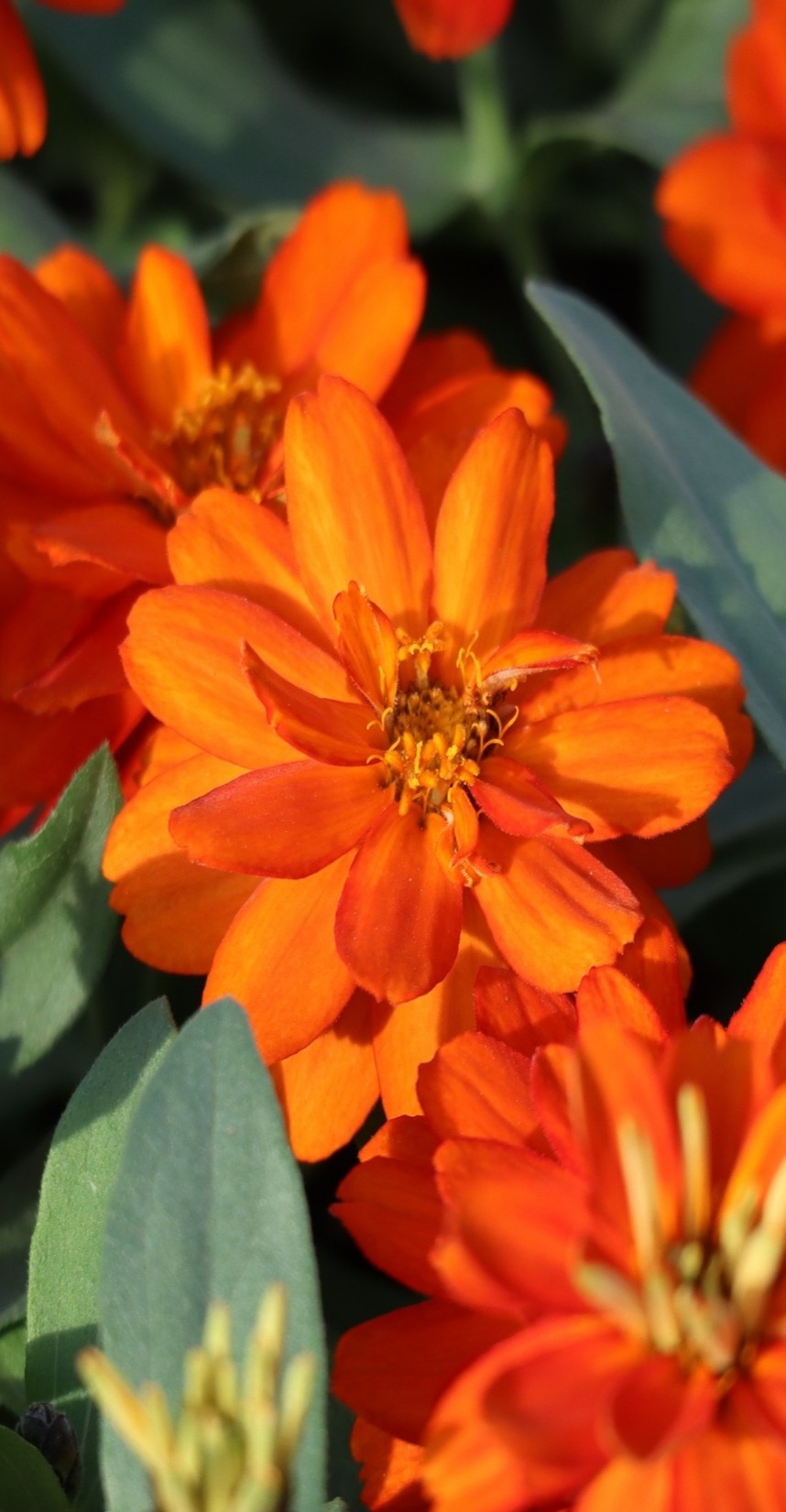 사카타코리아 백일홍 프로퓨젼 더블 파이어 임프