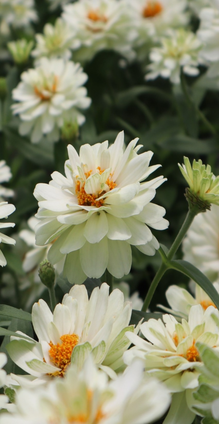 사카타코리아 백일홍 프로퓨젼 더블 화이트 임프