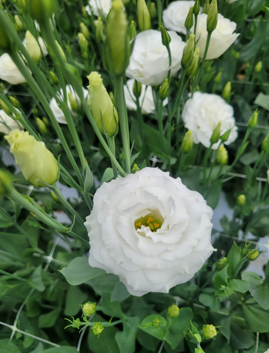 사카타코리아 리시안서스 오브 4형 퓨어화이트 ver.2