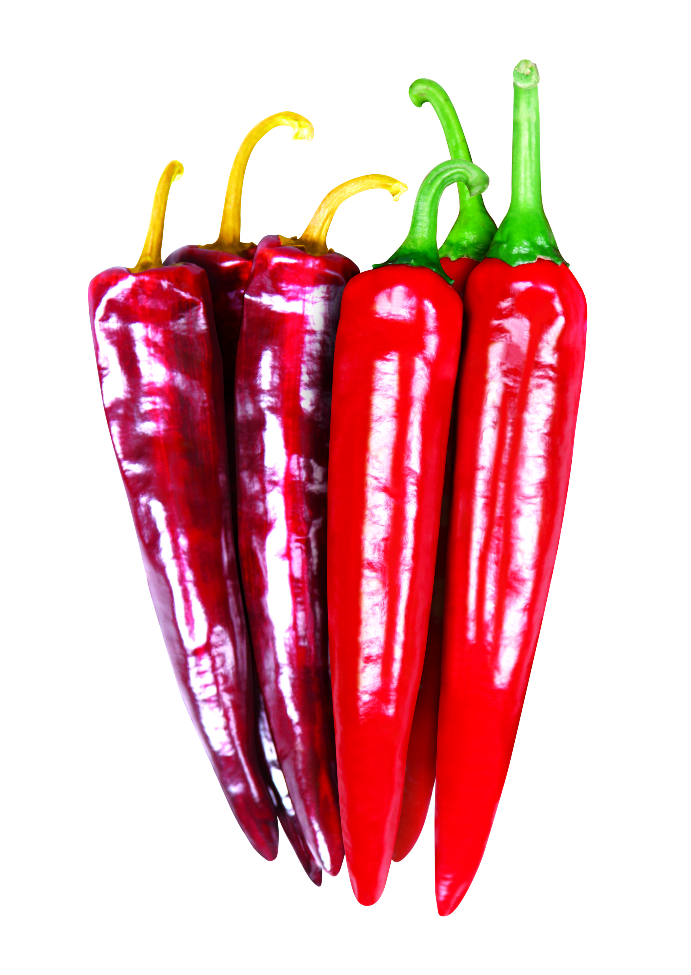 사카타코리아 고추씨앗종자 FCS돌격탄골드