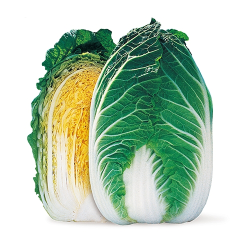 사카타코리아 배추씨앗종자 춘광